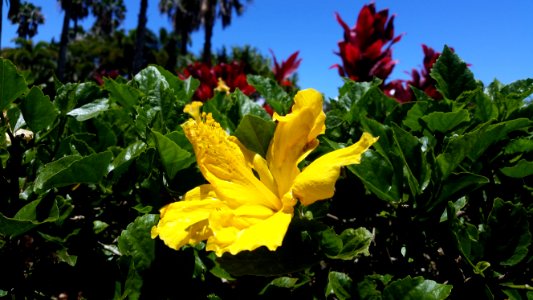 Hawaii, United states, Leaves