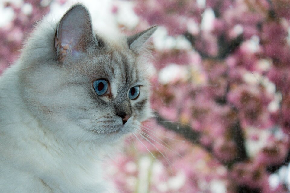 Siberian forest cat blue eye neva masquarade
