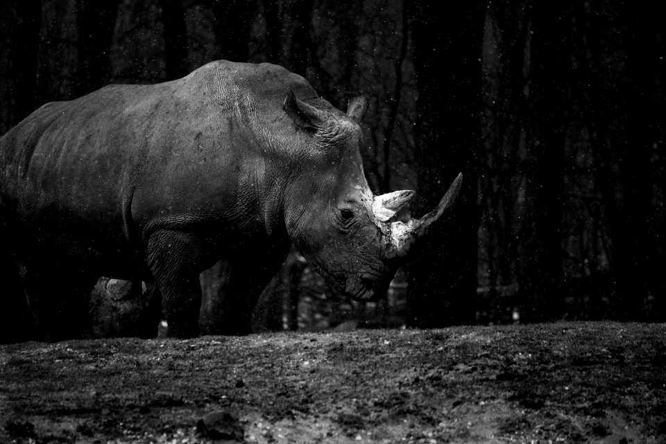 Netherl, Burgers zoo, Arnhem photo