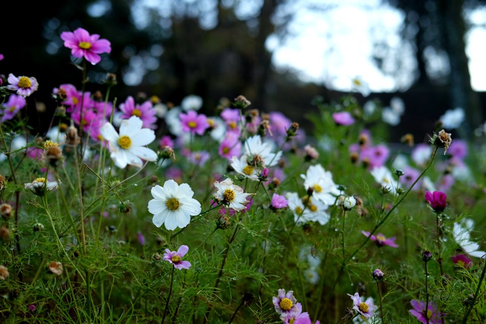 Maizuru park, Fukuokashi, Japan