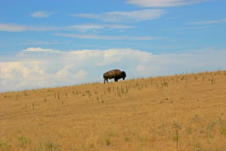 Yellowstone national park, United states, Animal