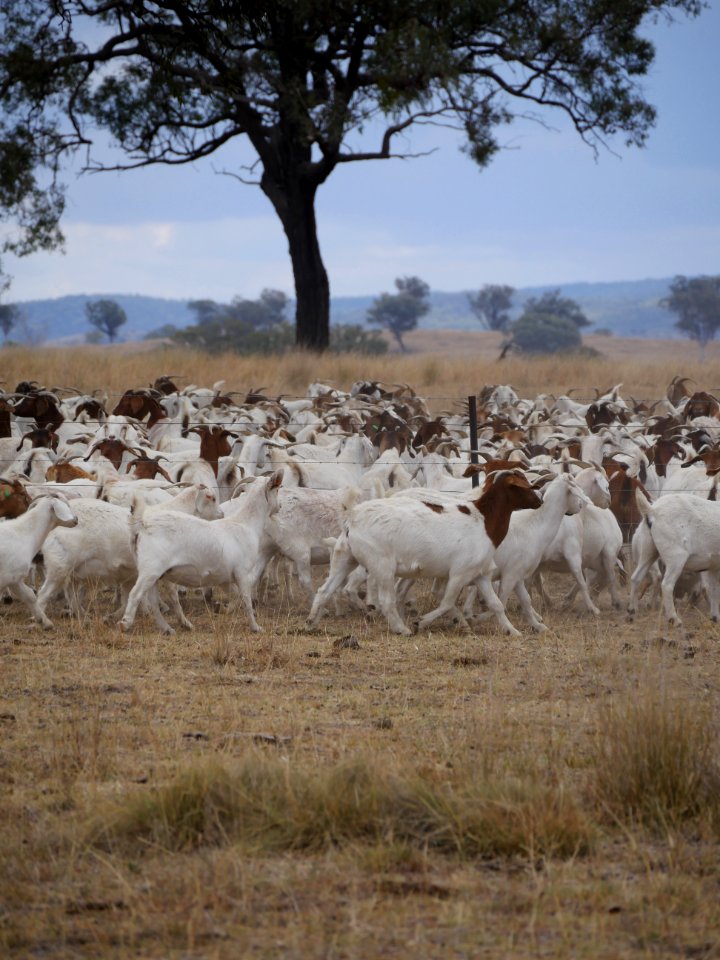 The Land, Trees, Goats