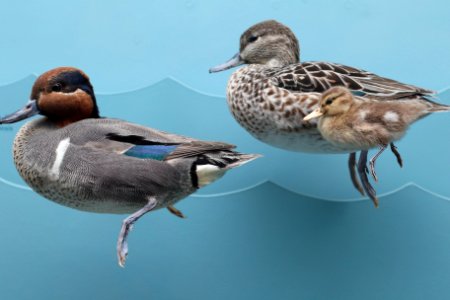 Manmade, Stuffed ducks