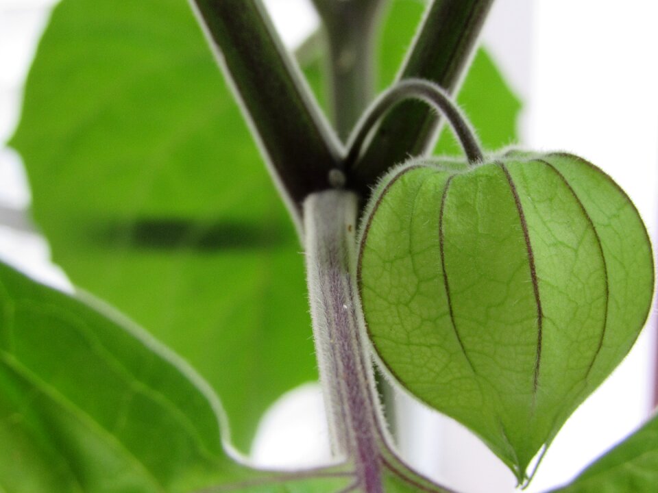 Fruit green healthy physalis