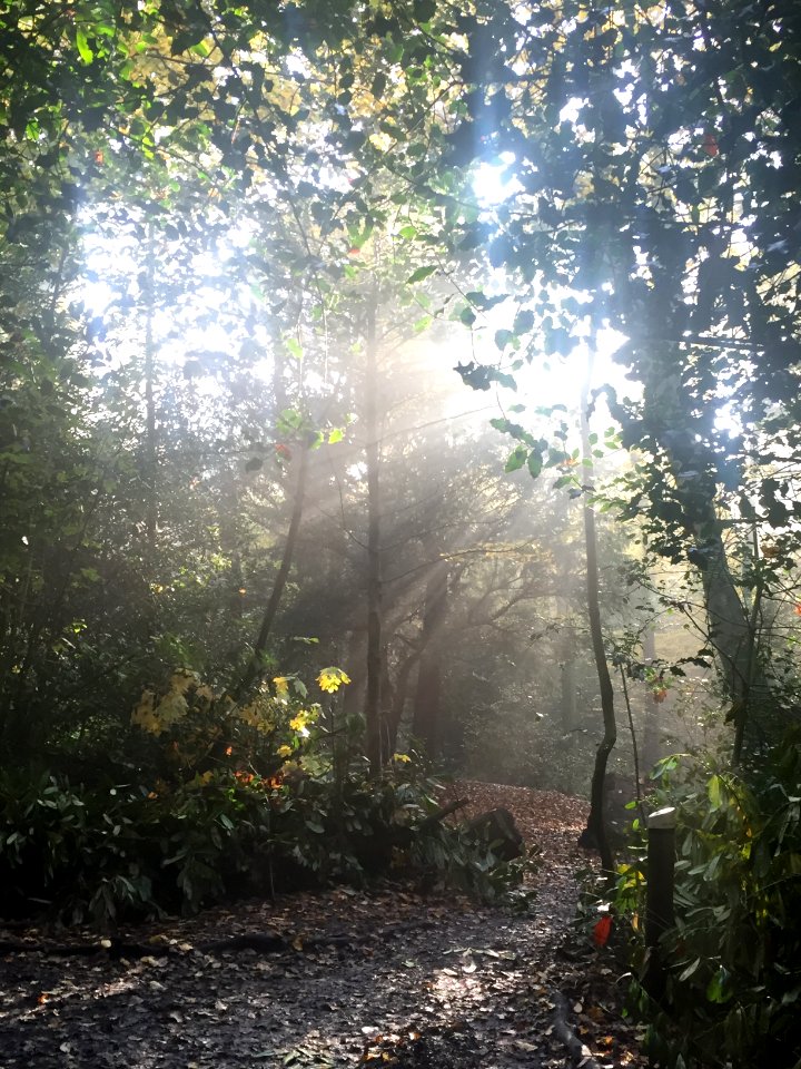 Branch, Leaf, Sunshine