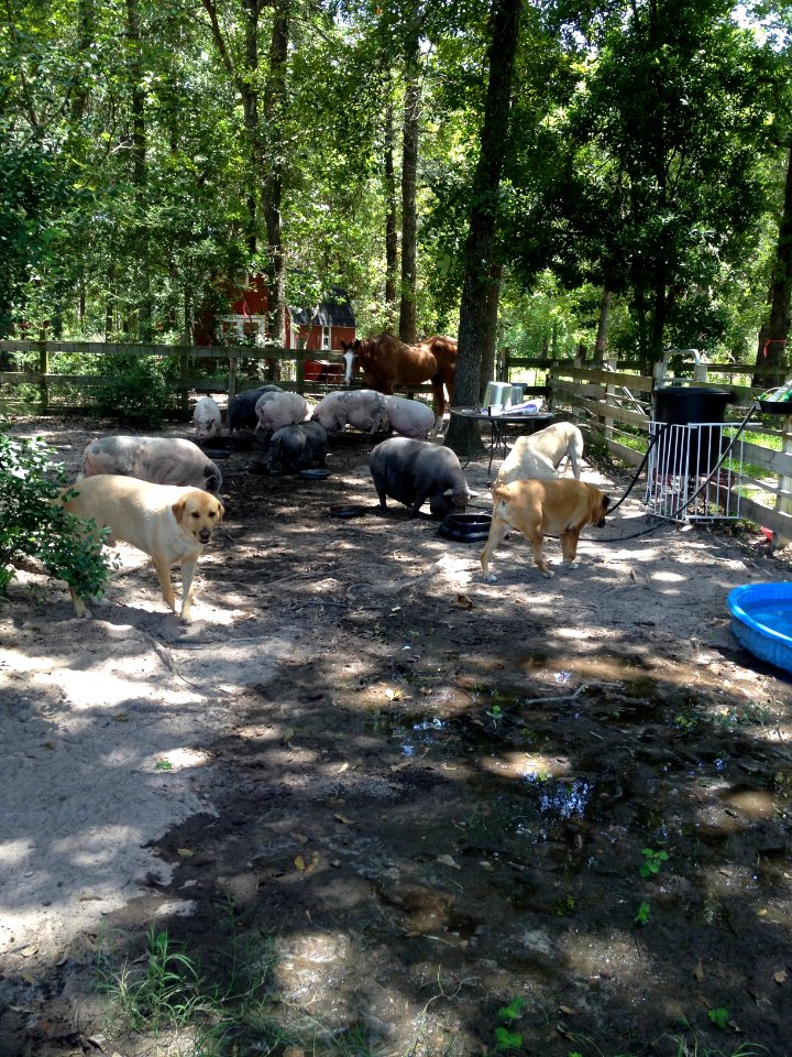 Conroe, United states, Eating together