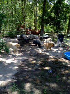Conroe, United states, Eating together