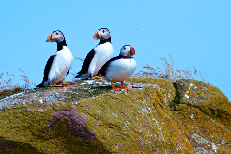 Canada, Witless bay, Newfoundl