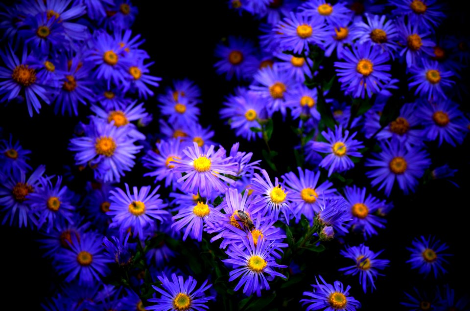 Kew, Nature, Royal botanic gardens