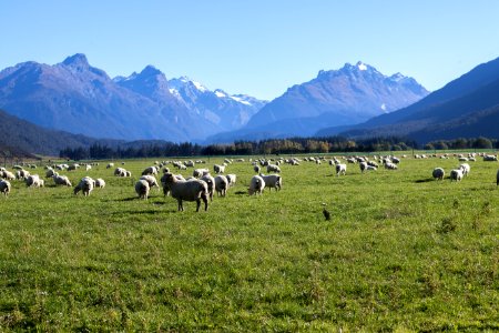 New Zealand, Paradise trust, Queenstown photo