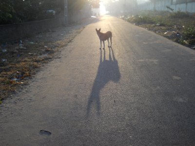 Mehsana, India, Straydog
