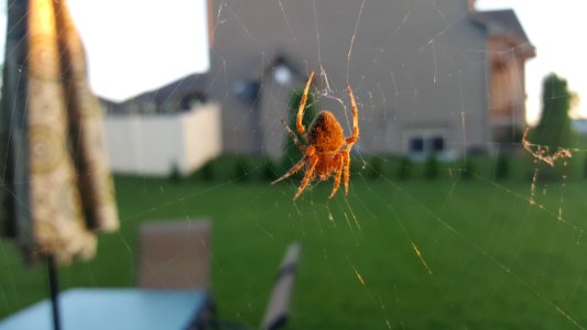 Omaha, United states, Spider web