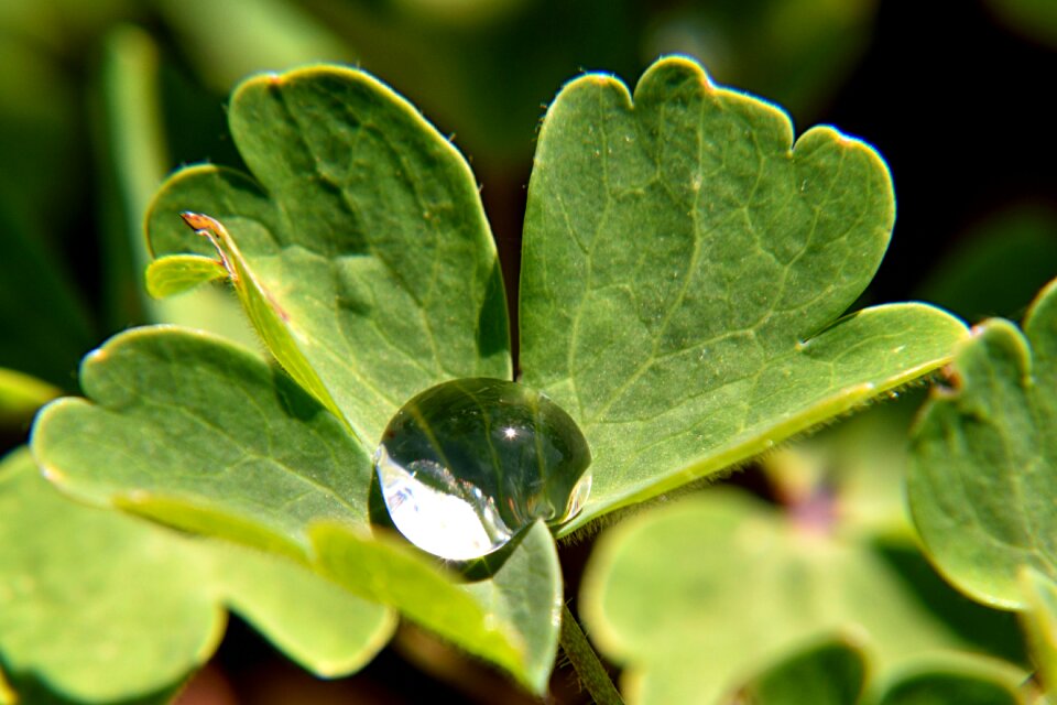 Drip pearl raindrop