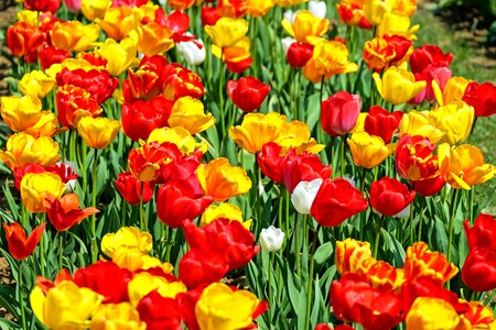 Red yellow early bloomer