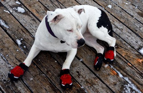 Wallpaper, Red shoes, Canine photo