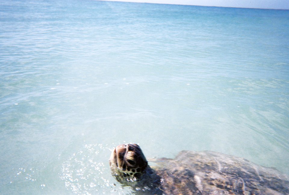 Kauai, United states, Swimming