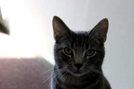 Portrait, Tab