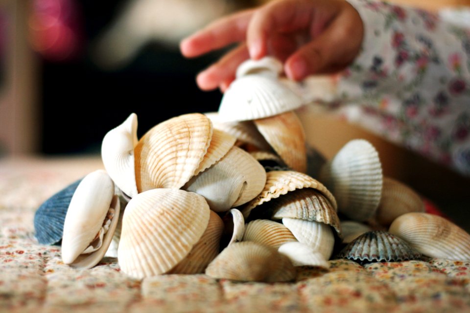 Motherhood, Kids, Shells