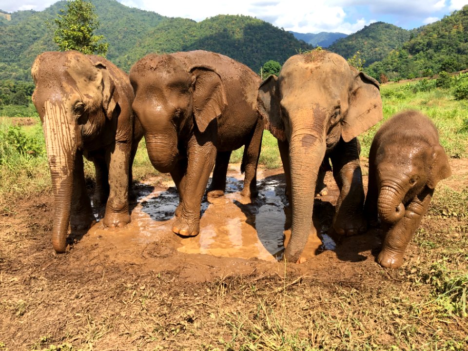 Thail, Kuet chang, Changwat chiang mai