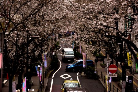 Shibuya, Japan, Tokyo photo