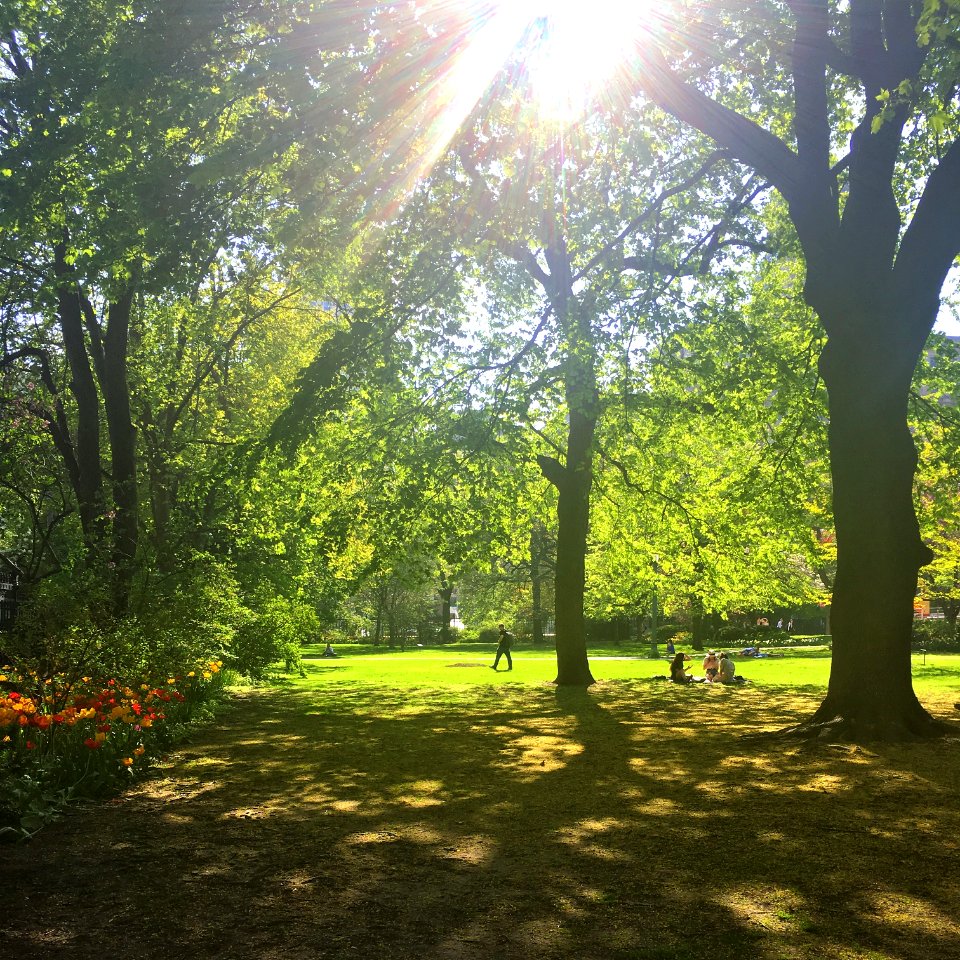 Trees, Picnic