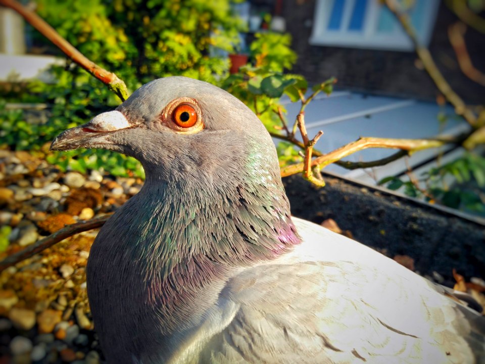 Netherl, Eindhoven, Eye