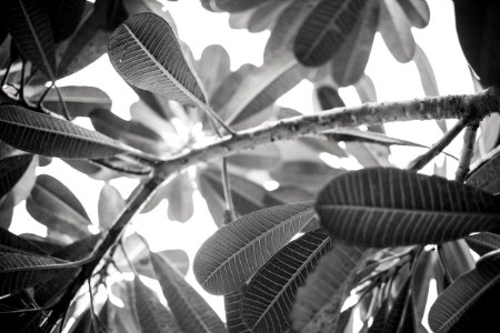 Green, Leaf, Branch