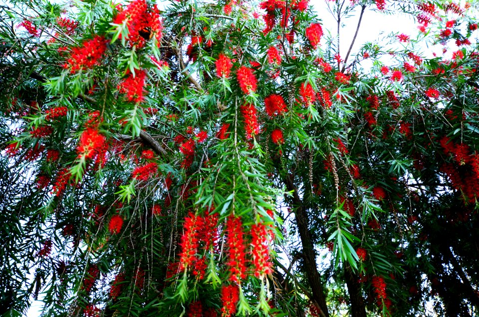 India, Forest, Flower