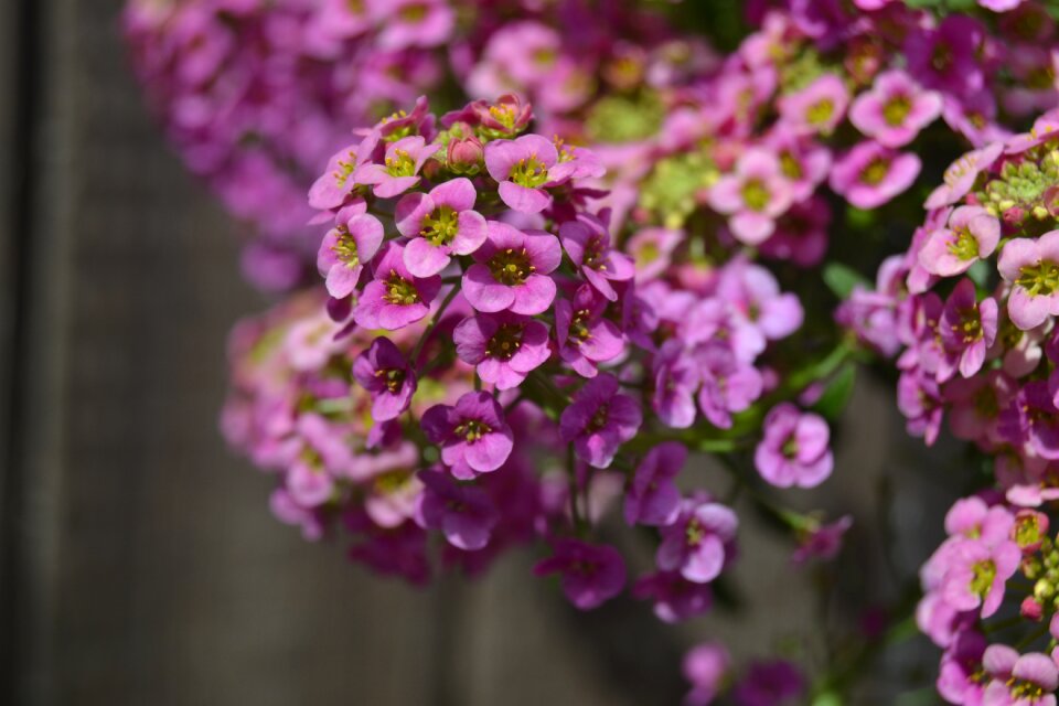 Letnička pink petals small