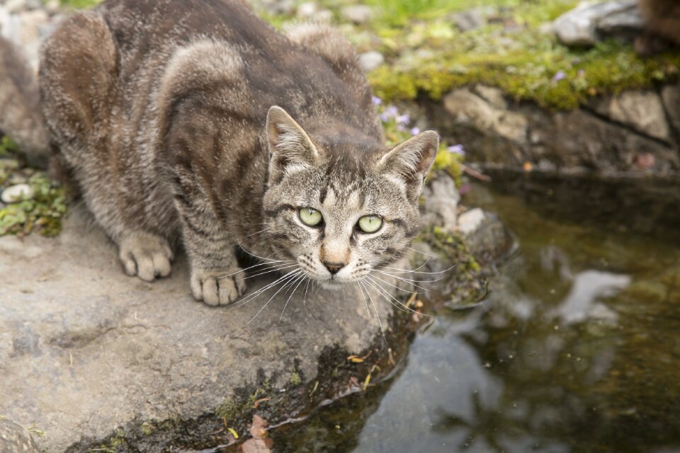 Cute the little animals pets