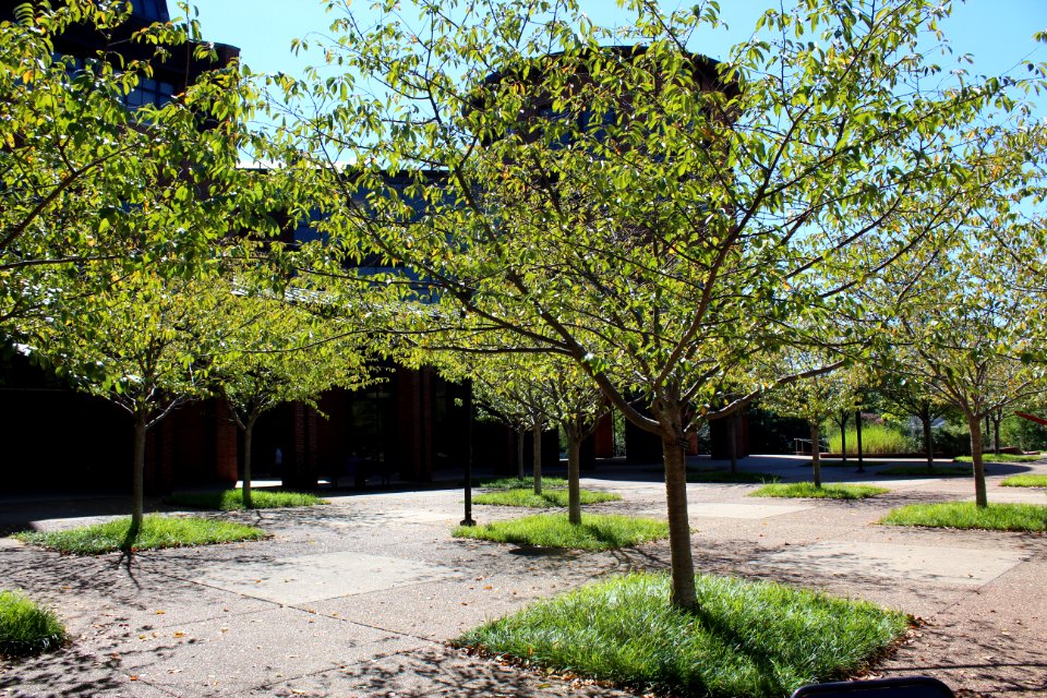 Erbilt university, Nashville, United states