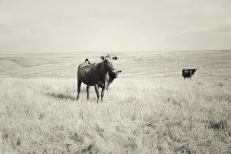 South dakota, United states, Greatplains photo