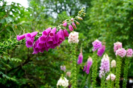 Pink bells