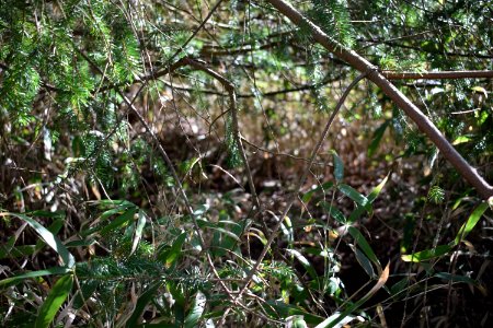 Forest, Brown, Green