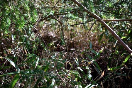 Forest, Brown, Green photo