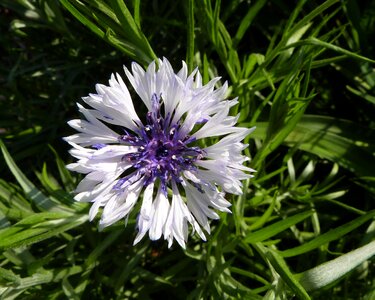 Flower purple white photo