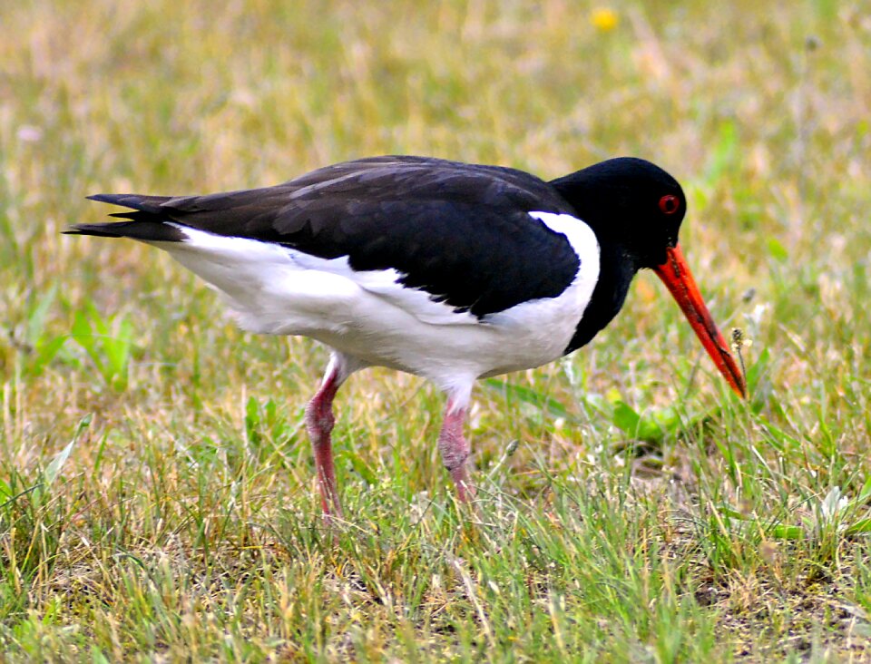 Animal water bird red beak