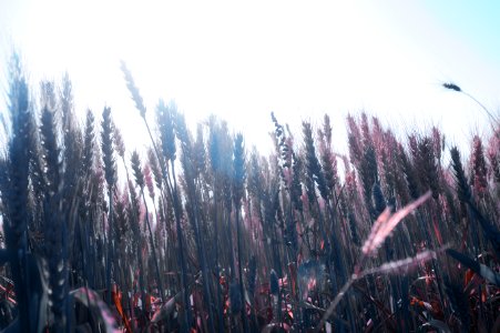 Morning, Sunlight, Grain