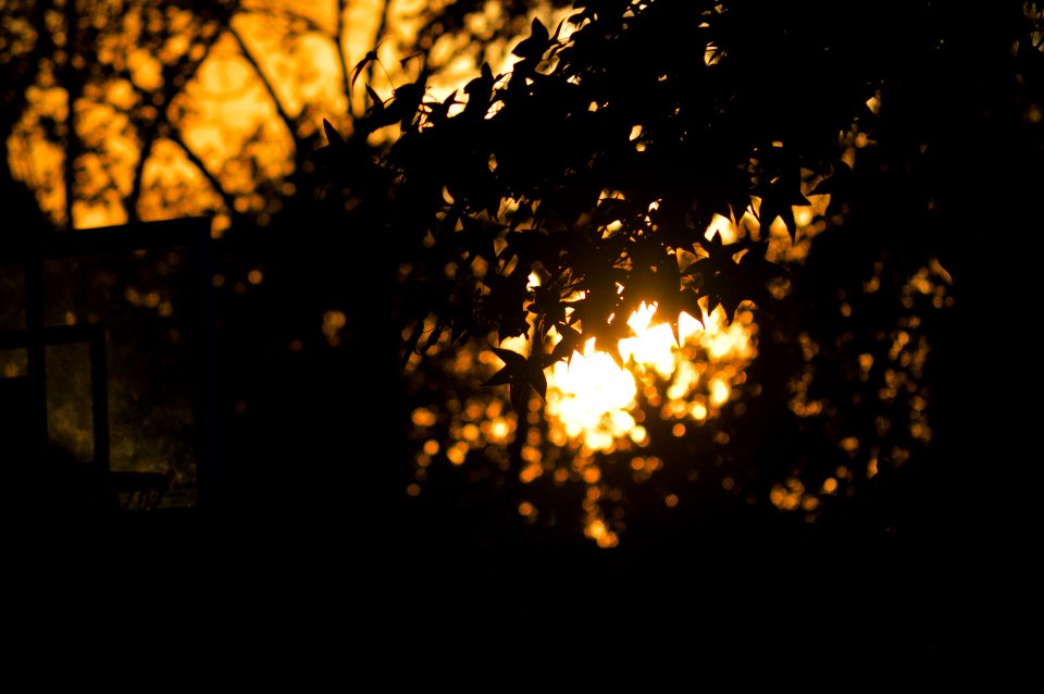 Trees