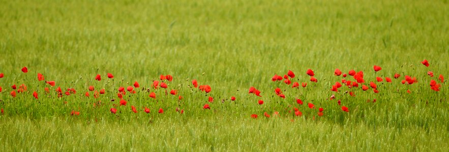 Field bloom campaign