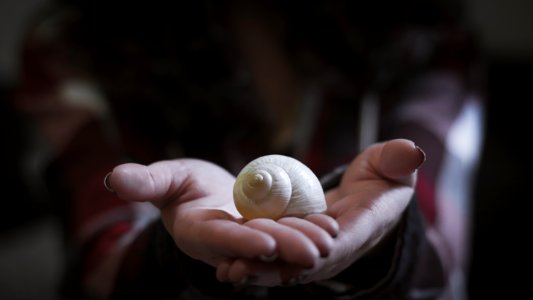 Paris, France, Snail photo