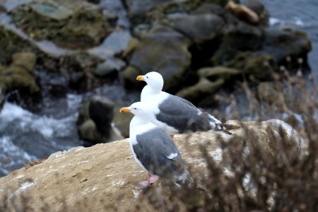 San diego, La jolla cove, United states photo