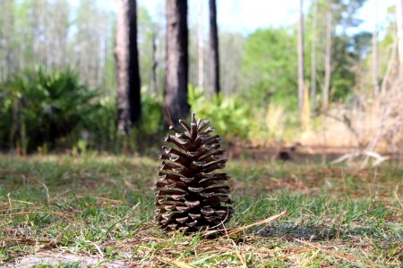 Nature, Hiking, Pinecones