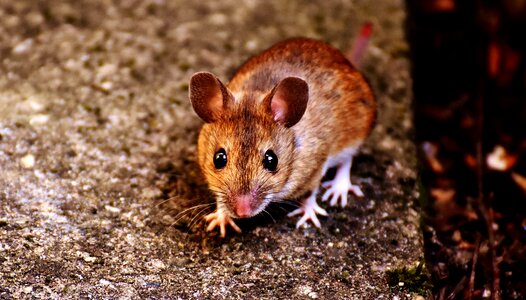 Mammal nager nature