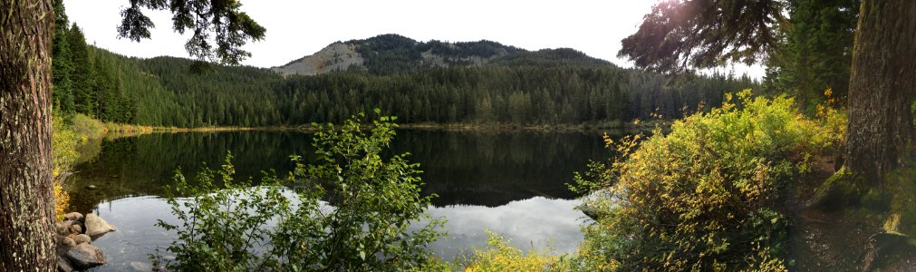 Reflection, Forest, Mountain