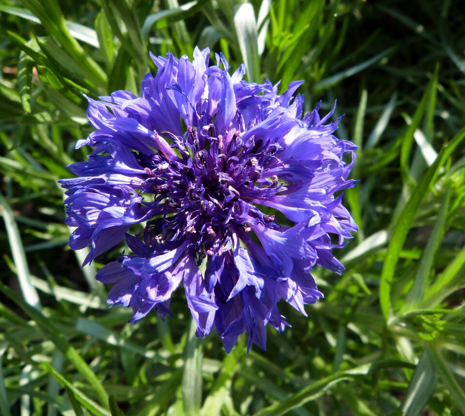 Flower nature blossom
