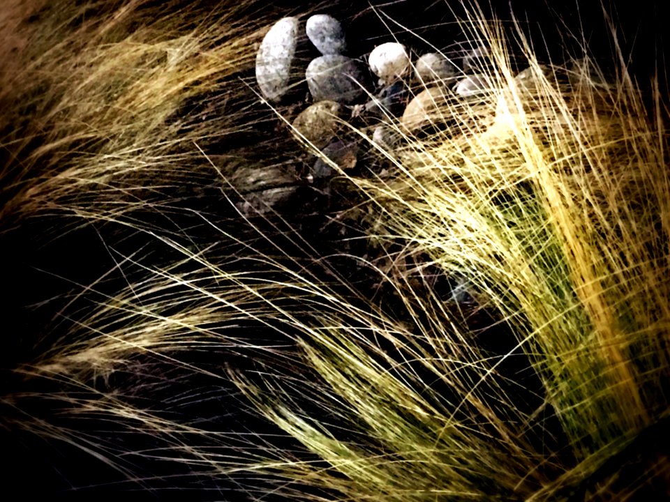Brentwood, United states, Grey