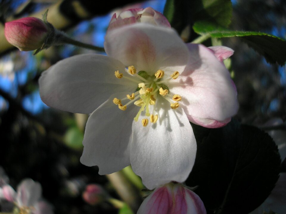 Flowers apple blossom apple-tree