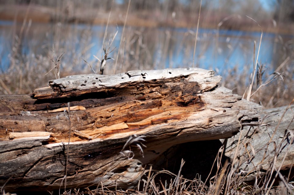Fort collins, United states, Closeup
