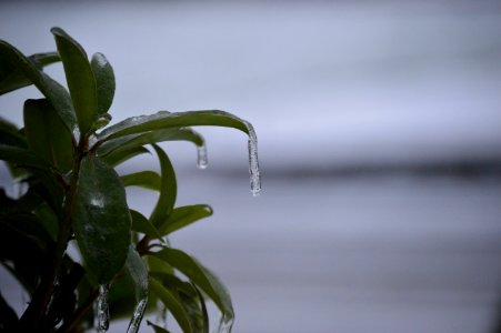 Water drop, Winter, Nature photo